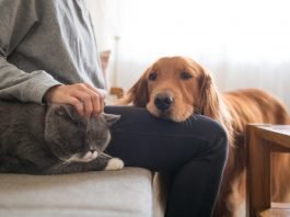 Pet economy e proprietà intellettuale: come proteggere e migliorare il modo di vivere dei nostri animali