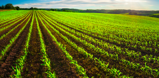 Revisione del Regolamento UE sul biologico. FederBio: “Bene il voto della Commissione AGRI, ma nessun compromesso sui principi del biologico” AGRICOLTURA