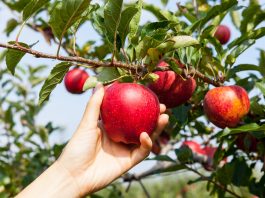 In Italia arriva Sambóa, le prime mele già disponibili albero da frutta