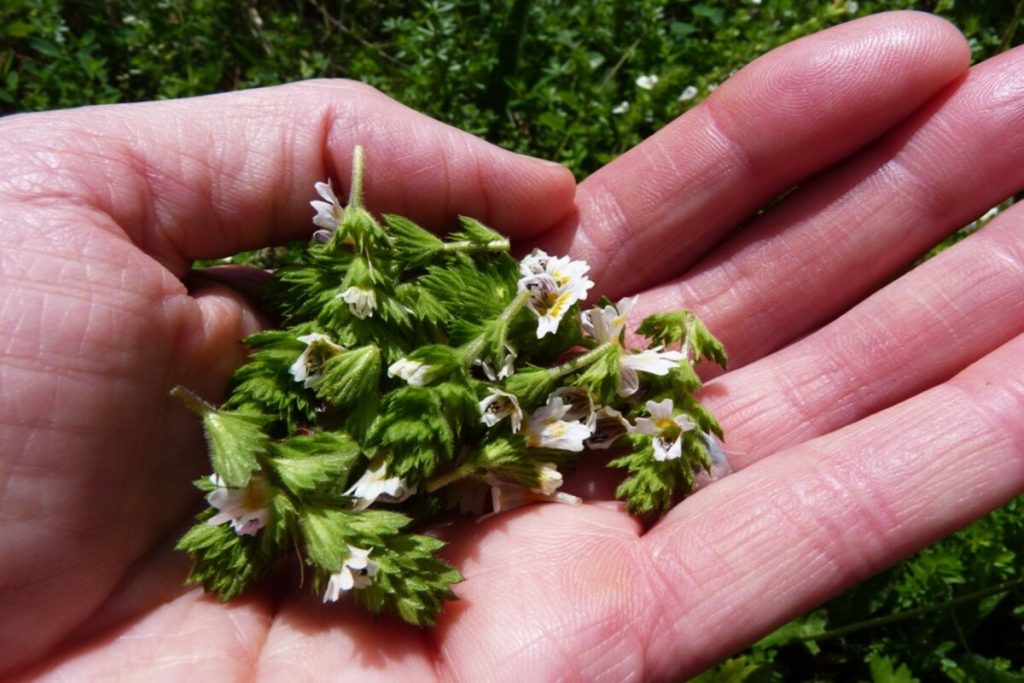 mano fiori eufrasia