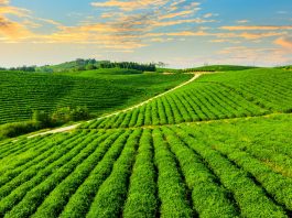 Ondata di calore, ortaggi a foglia sotto pressione in tutta Europa terreni agricoli