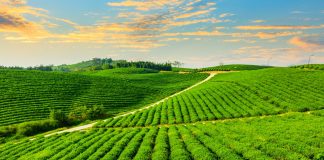 Ondata di calore, ortaggi a foglia sotto pressione in tutta Europa terreni agricoli