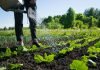FederBio: “Il futuro del cibo passa dall’innovazione agroecologica” biologico-in-aumento-nel-2020