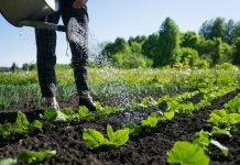 FederBio: “Il futuro del cibo passa dall’innovazione agroecologica” biologico-in-aumento-nel-2020