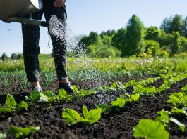 FederBio: la biodiversità è in pericolo, il biologico è la chiave per invertire la rotta biologico-in-aumento-nel-2020