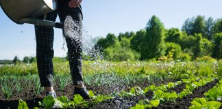 Milano celebra il biologico: risposta concreta per clima, agricoltura e cibo e dà appuntamento alla prossima tappa della Festa del BIO a marzo a Roma biologico-in-aumento-nel-2020