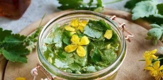 Celidonia: proprietà, usi e controindicazioni dell’erba delle rondini celidonia fiori olio