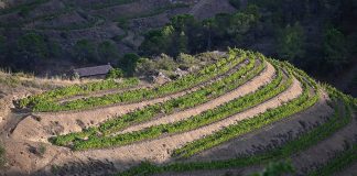 Spagna, Catalogna: Priorat a passo lento Porrera - vigneti