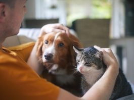 Nuova frontiera del supporto: dai cani guida ai cani allerta Uomo cane gatto