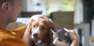 Nuova frontiera del supporto: dai cani guida ai cani allerta Uomo cane gatto