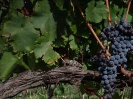 Dal 12 al 15 maggio la 58ª edizione del Vinitaly IRVO_Vinitaly2026 (1)