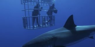 Carne di squalo, c’è ma non si vede: ecco dove si trova Squalo sub videocamere
