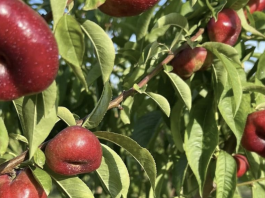 Enjoy Dolcefrutta: la Nettarina Saturnia racconta il valore della ricerca